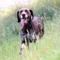 Woofmasta Dog Collar Polo Style Black -Saddle Store black collar lifestyle