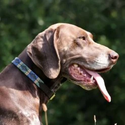 Woofmasta Dog Collar Polo Style Brown 5 Woofmasta Dog Collar Polo Style Brown -Saddle Store brown collar lifestyle