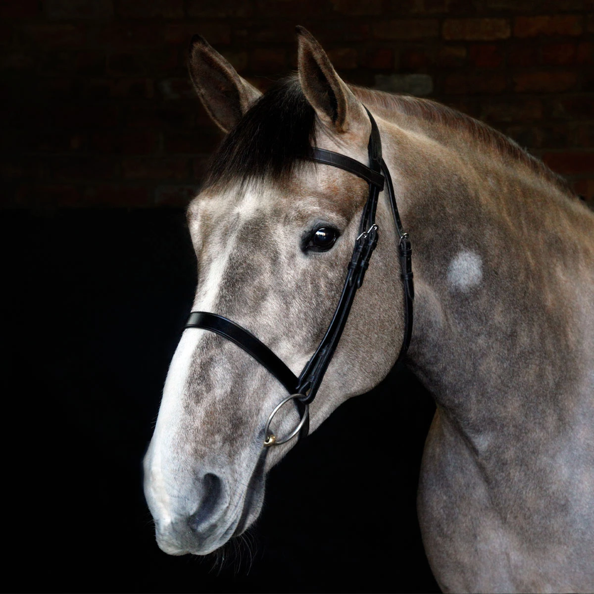 Cottage Craft Cavesson Bridle Black 2 Cottage Craft Cavesson Bridle Black - Image 2