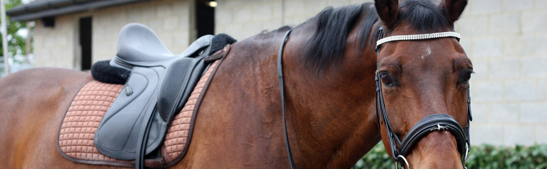 Saddle Store 17 Saddle Store -Saddle Store dressage 4189282 1920