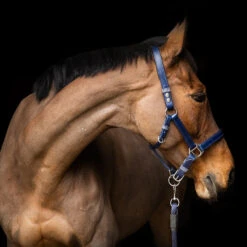 Equilibrium Stellar Safety Headcollar Navy Blue