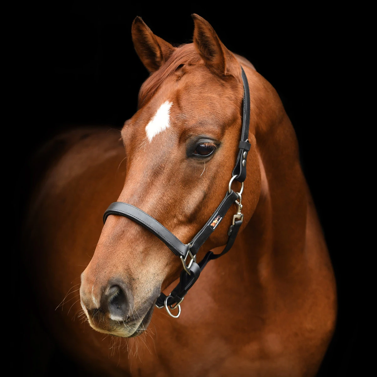 Equilibrium Stellar Safety Headcollar Brown 2 Equilibrium Stellar Safety Headcollar Brown - Image 2