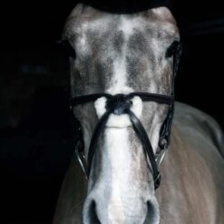 Cottage Craft Grackle Bridle Black -Saddle Store grackle bridle black.2