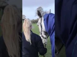 Duomasta 200g Medium Weight Turnout Rug Blue 9 Duomasta 200g Medium Weight Turnout Rug Blue -Saddle Store hqdefault 36 23