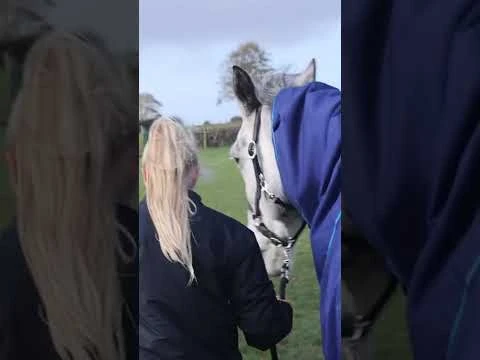 Duomasta 200g Medium Weight Turnout Rug Blue 5 Duomasta 200g Medium Weight Turnout Rug Blue - Image 5