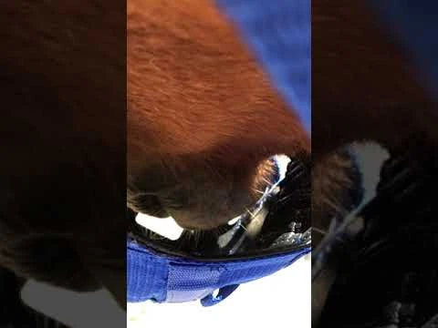 The Ultimate Grazing Muzzle Size Full Blue 10 The Ultimate Grazing Muzzle Size Full Blue - Image 10