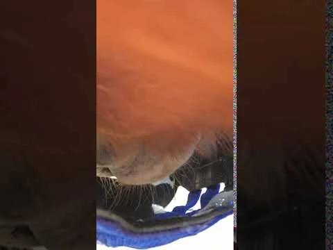 The Ultimate Grazing Muzzle Size Full Blue 11 The Ultimate Grazing Muzzle Size Full Blue - Image 11