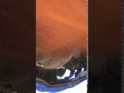 The Ultimate Grazing Muzzle For Horses Size Cob Blue -Saddle Store hqdefault 37 2