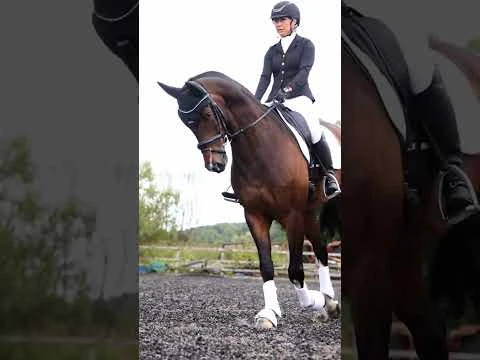 Protechmasta Infrared Airmesh Dressage Saddlecloth Black 3 Protechmasta Infrared Airmesh Dressage Saddlecloth Black - Image 3