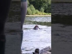 Caldene Westfield II Wellington Brown 9 Caldene Westfield II Wellington Brown -Saddle Store hqdefault 39 18