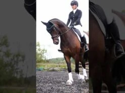 Protechmasta Therapy Cooler Horse Rug Black 13 Protechmasta Therapy Cooler Horse Rug Black -Saddle Store hqdefault 39 2