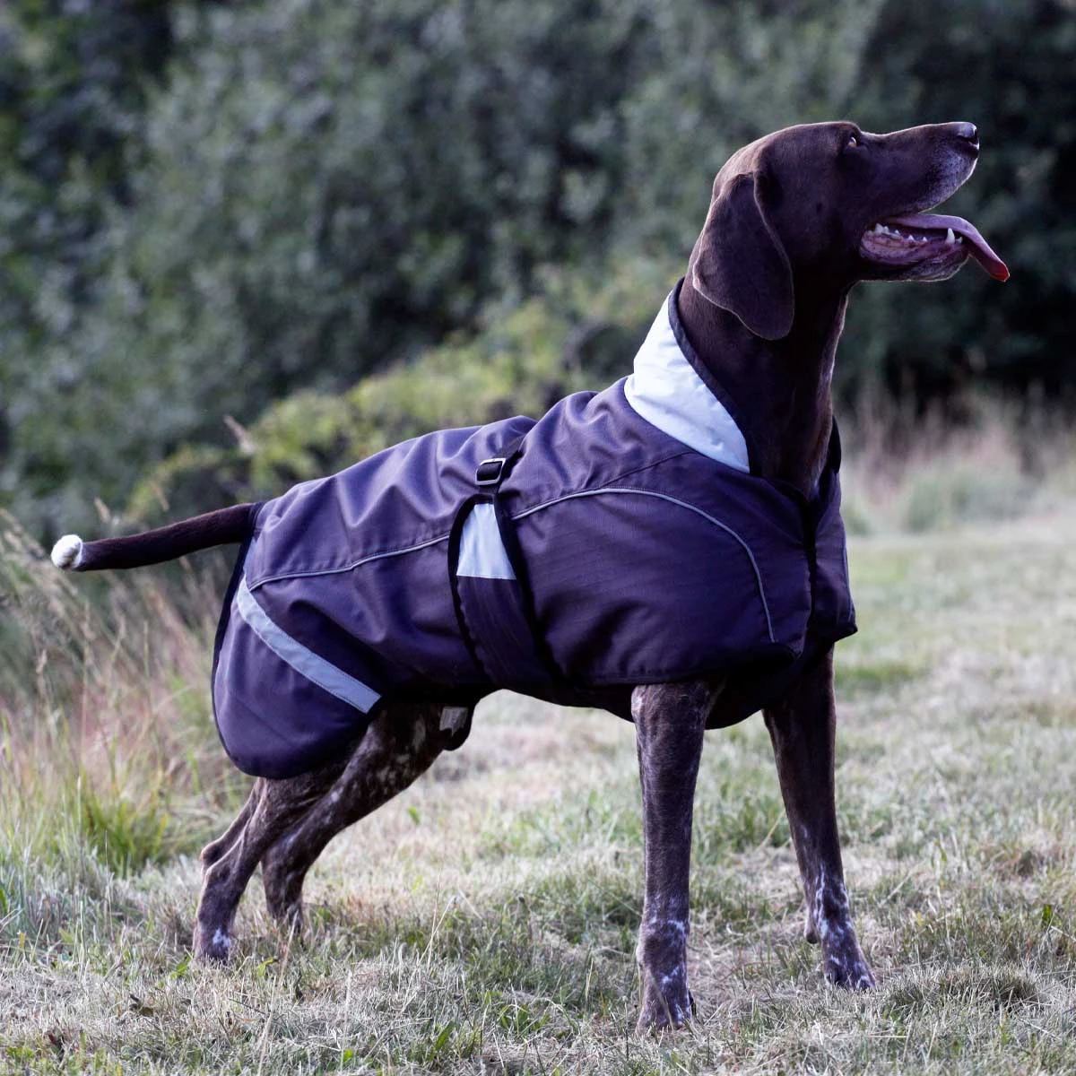 Woofmasta Dog Coat Dark Grey 2 Woofmasta Dog Coat Dark Grey - Image 2