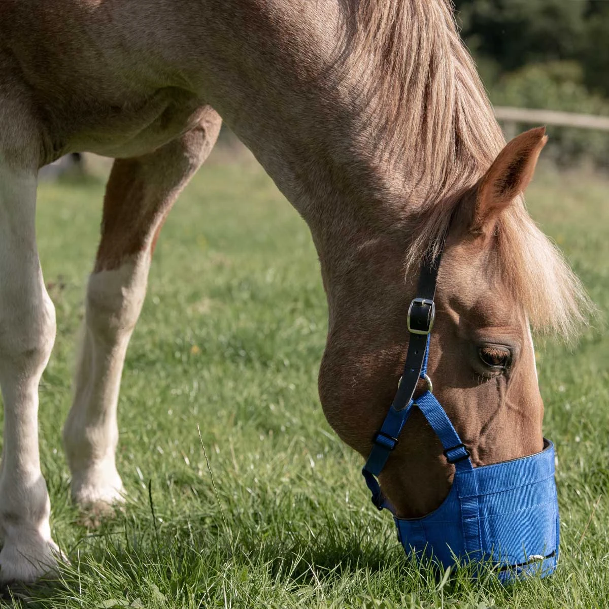 The Ultimate Grazing Muzzle Size Full Blue 1 The Ultimate Grazing Muzzle Size Full Blue