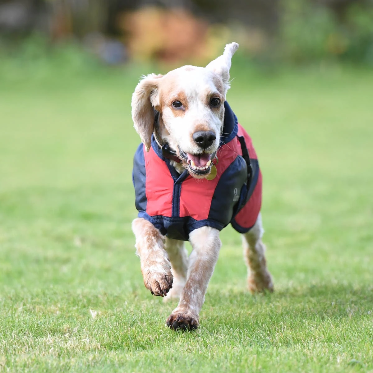Woofmasta Reflective Dog Coat Red 3 Woofmasta Reflective Dog Coat Red - Image 3